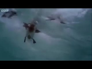 Белая акула нападает на альбатроса