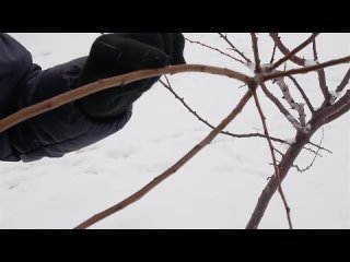 Черенки для прививки. Как, когда и где срезать, заготовить черенки для прививки деревьев.