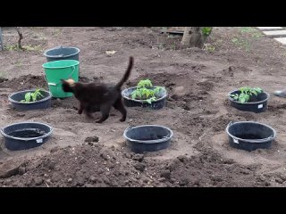 ПОСАДКА ТОМАТОВ! Что положить в лунку! Посадка рассады Помидор в открытый грунт!