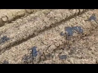 На берегу Анапы продолжают убирать самые значительные за последние недели выбросы фрагментов мазута, которые произошли... (видео)