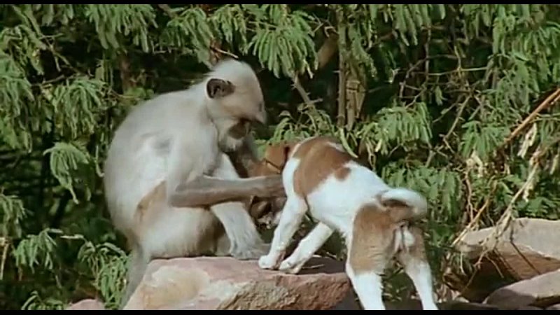 BBC: Живая природа. Ребятам о зверятах / BBC: All About Animals (Season 1, episode 2 из 6) (2006) DVDRip