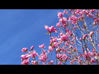 Прекрасного дня_ Скоро весна_ Красивый стих _Конец февраля..._.Христианский стих про весну(720P_HD)