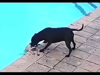Шок!!  стаффордширский собака и маленькую шпиц из воды  герой спас спасла  ПИТБУЛИ СТАФФЫ пес Бойцовский собаки