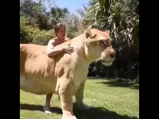 Самая большая кошка это Лигр