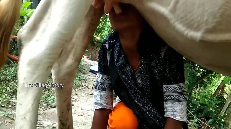 girl drink raw cows milk from the breast