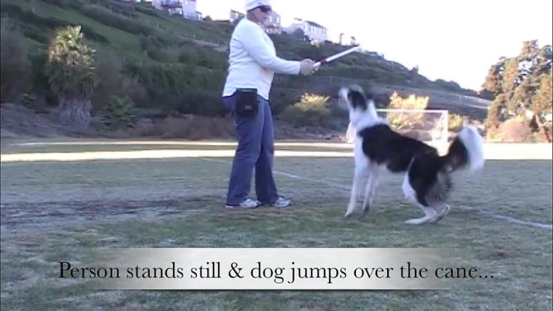 Cane Tricks for Canine Freestyle - Clicker Training