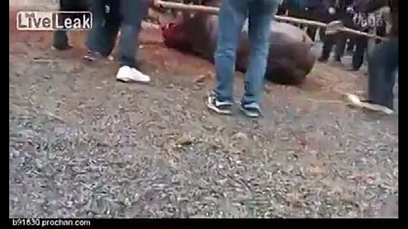 Chechen muslims torturing an ox .