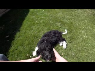 New puppy live stream - 13 week old groodle