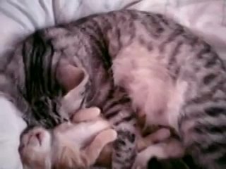 Кошка и котенок: “Мама,мне сон плохой приснился!“