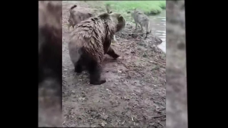 BEARS RIP APART ATTACK YOUNG WOLF