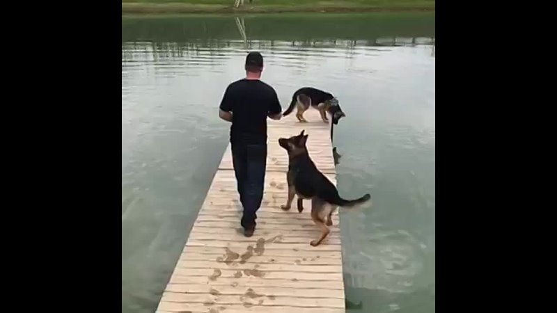 Psi a voda