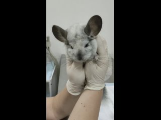 Видео от “Доктор Пух“ Долгопрудный Ветеринарная клиника