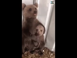 Защитник! Медвежонок защищает свою сестрёнку. Как же это трогательно...