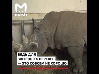 В России начали взвешивать цирковых животных