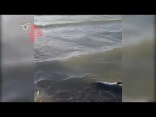 Больше 150 погибших редких тюленей нашли на побережье Каспийского моря