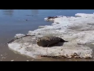 В ХМАО нашли раненого тюленя на льдине.