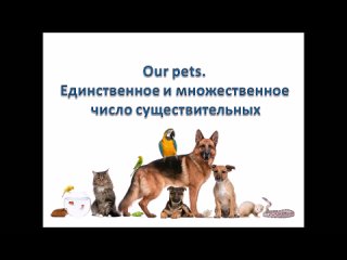 My pets_Мн_число_группа 3