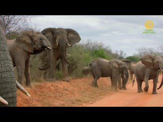 Знакомство со слонами (1 серия) / Elephant Family and Me
