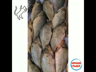 #ИринаРыбаРечная❗😍

ТОЛЬКО У НАС В АЛЬМЕТЬЕВСКЕ❗
Свежее поступление и
самый большой ассортимент рыбы и морепродуктов, более 200