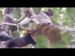 Гигантская белка пытается поесть, но обезьяна против