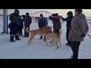 Гектор-Леон дружеская встреча ничья. Гектор сын Зевса, Зевс пометник Орочи