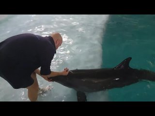 Черноморская афалина / дельфин  Кася на острове Киш | 🐬LA MEDICAZIONE di KASYA