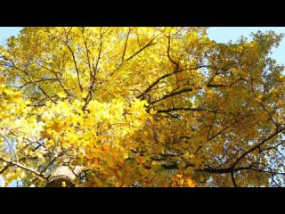 Осеннее видео в дендрарии Вашингтонского парка - Расслабляющая фортепианная музыка для снятия стресса
