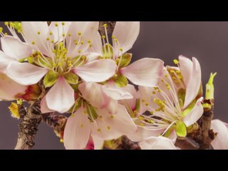 Потрясающая музыка для расслабления под цветущие цветы - Хронометраж 2 часа - Цветотерапия - Музыка для сна - HD 1080P