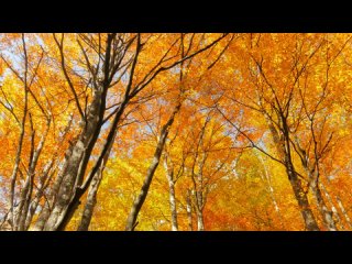 Осенняя медитация -Красивое видео о природе, Расслабляющая МУЗЫКА - Звуки лесной реки