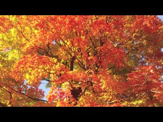 Расслабляющая фортепианная музыка Осеннего леса - Красивые цвета осенних листьев