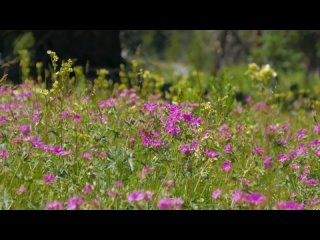 Видео для отдыха на природе -Йеллоустонский национальный парк,лето-3 ЧАСА отдыха под звуки природы