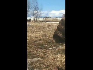 Типичный день в России 🇷🇺. Мужик играет с медведем 🐻