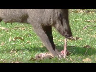 Самка дикого кабана поедает маленькую индийскую макаку.