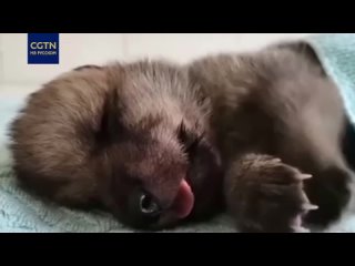 В Харбинском зоопарке на свет появился арктический волчонок
