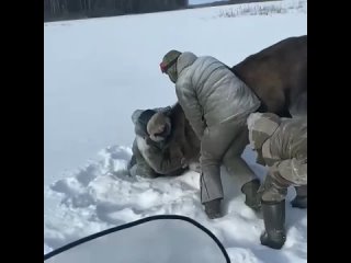 Живодеры загнали и убивают лосиху