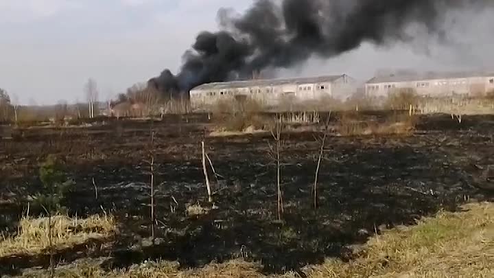 В деревне Старосиверская уже несколько часов горит поле. Координаты 59.375748, 30.091413