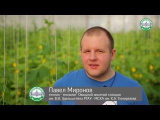 Урожай огурцов в теплицах Тимирязевской академии