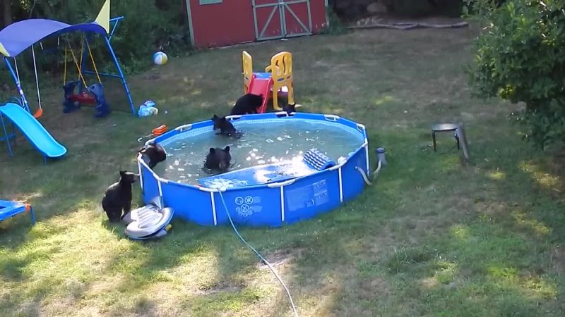 A bear family takes a dip in our pool Part