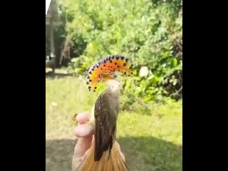 Амазонский венценосный мухоед (Onychorhynchus coronatus)