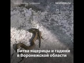 Битва ящерицы и гадюки в Воронежской области