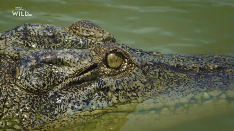 Nat Geo Wild: Крокодилий босс, Boss Croc (2017) HDTV 1080i,
