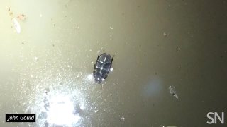 Watch_this_beetle_walk_upside_down_underneath_the_water’s_surface