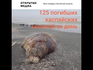 ❌  страшные кадры: массовая гибель каспийских тюленей!