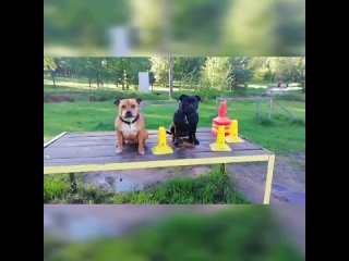 Проша 🐕 и Кисс🦍, мои 😍😘🤩 деффочкистаффбульки🥨💞💥(PFB kennel)