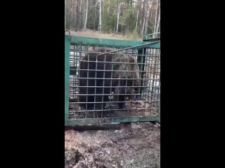 В Челябинской области и Башкирии ищут медведя, над которым долгое время издевались охотники
