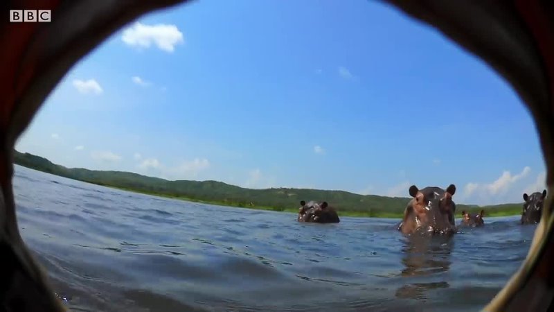 The Beauty Regime of Hippos  Spy In The Wild  BBC Earth