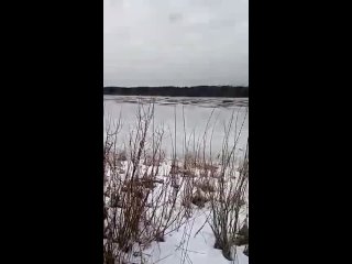 Лебедя вернули на Люлинское озеро...(Жил в деревне Александрово все зиму после травмы...)
25 Марта 2021г.