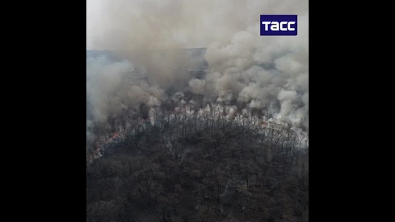 Накрыло плотно. Плотная дымовая завеса. Владивосток лес. Дымовая завеса окутала леса фото. Мобильный репортер пожар в лесу Сочи.