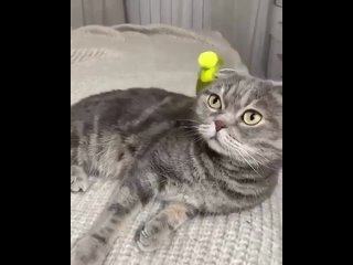 Видео от Котики теплые животики