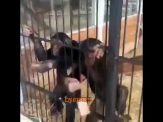 Обезьяны отжали телефон в зоопарке